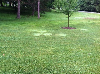 bright green grass in lawn