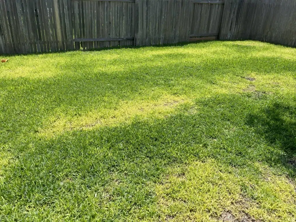 Yellow Spots on Lawn? Causes, Identification & Fixes 6 Yellow Spots on Lawn