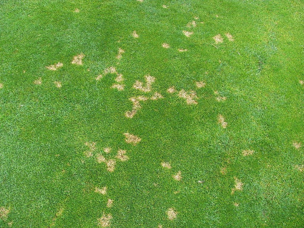 Yellow Spots on Lawn? Causes, Identification & Fixes 2 Dollar Spot