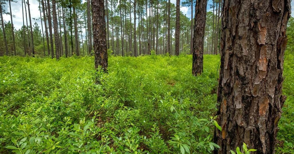 do trees add value to property