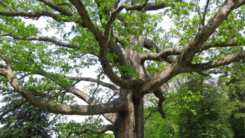 Do Trees Add Value to Property