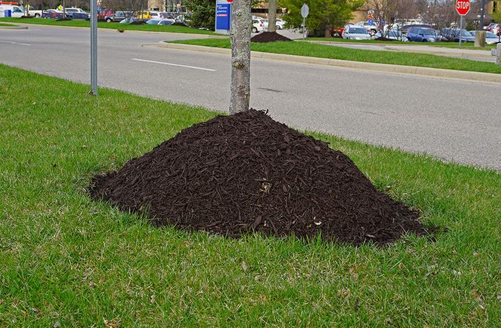 Do Trees Add Value to Property