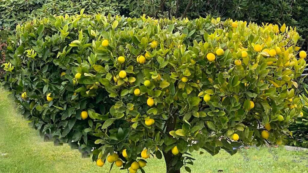 do trees add value to property