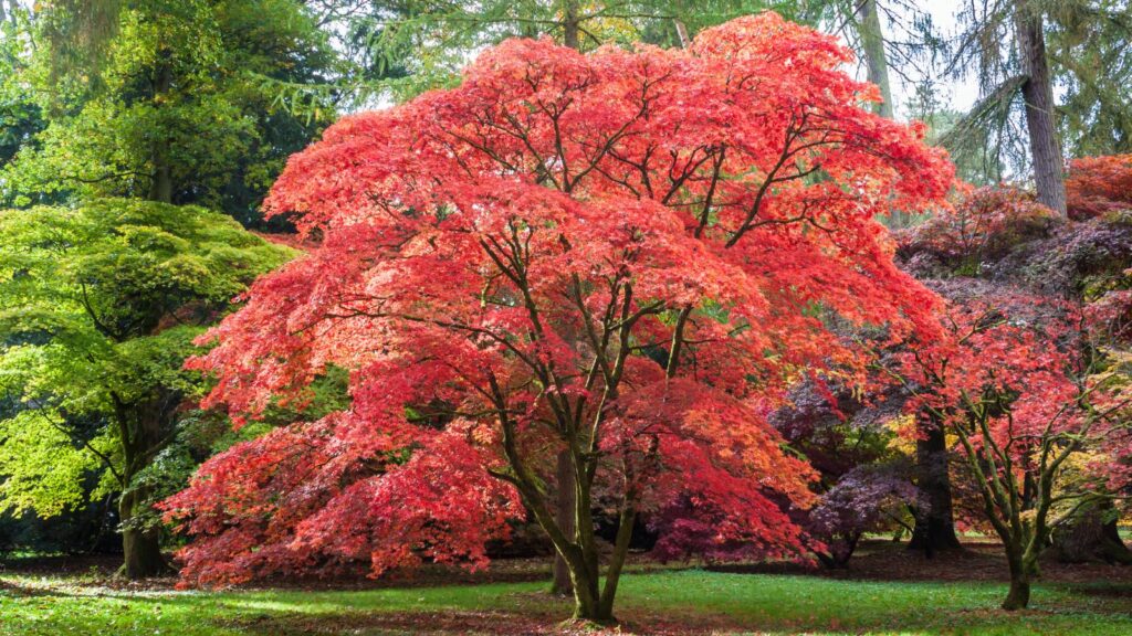 Do trees add value to property