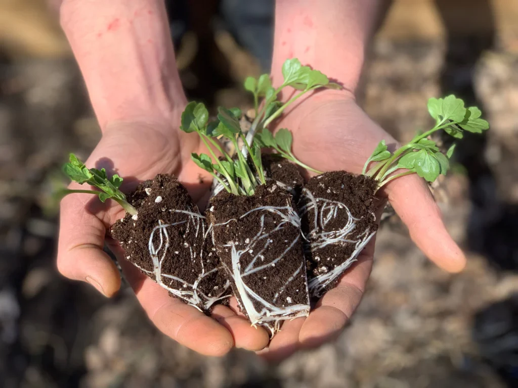 ranunculus flower seedlings, ready for transplanting