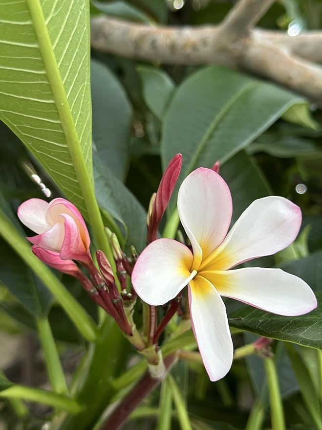 cuttings of plumeria flower 
