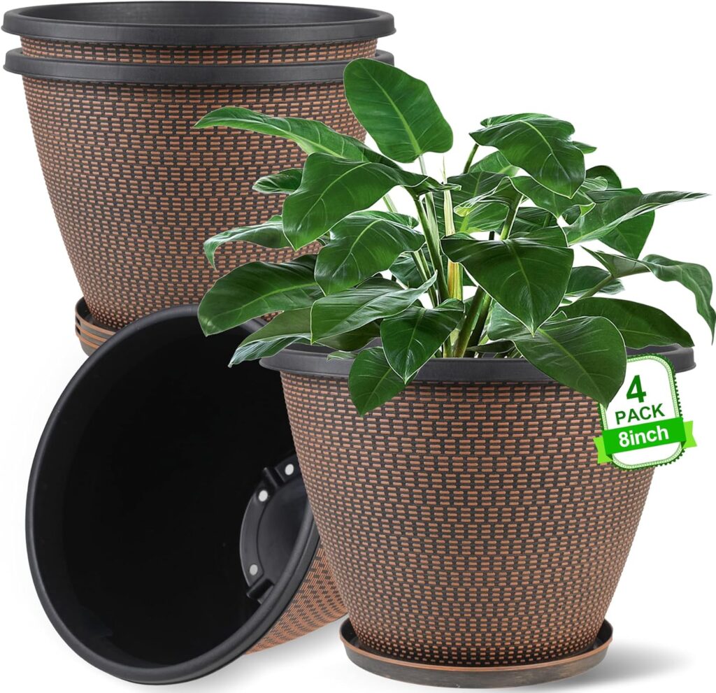 A 4-pack 8-inch plumeria plant indoor growing pot