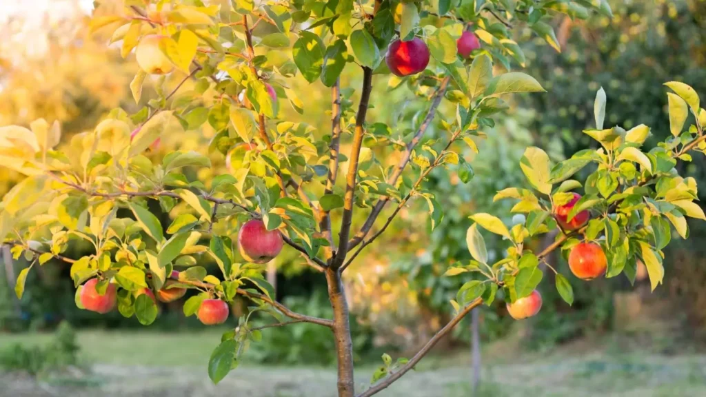 A mature apple tree grown in the garden, answering the question: How Long Does an Apple Tree Take to Grow