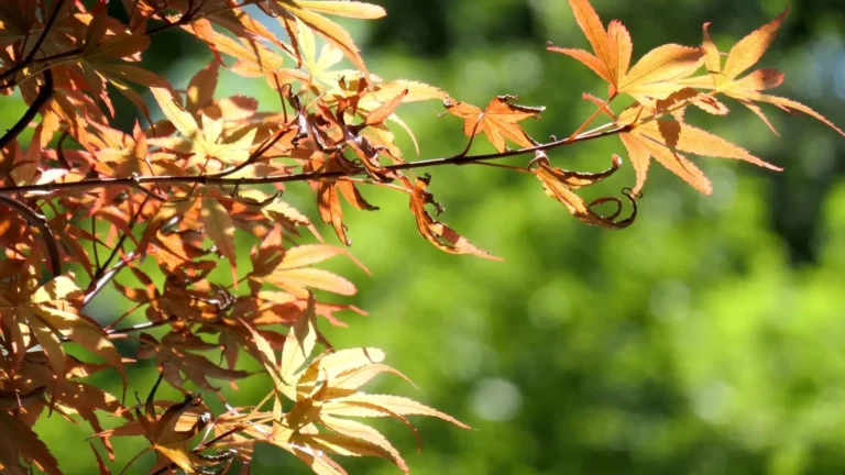 Japanese maple leaves turning brown