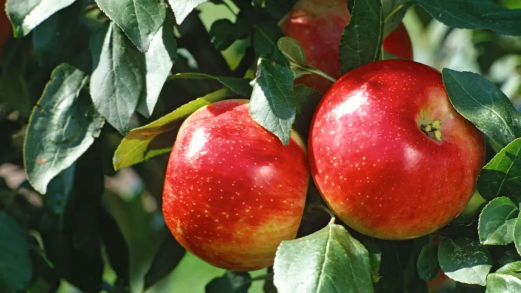 how long it takes for an apple tree to grow