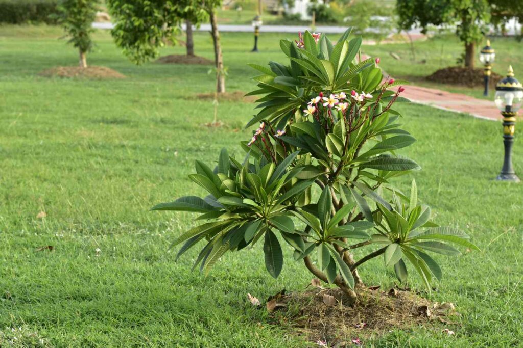 A healthy plumeria flower plant grown outdoors