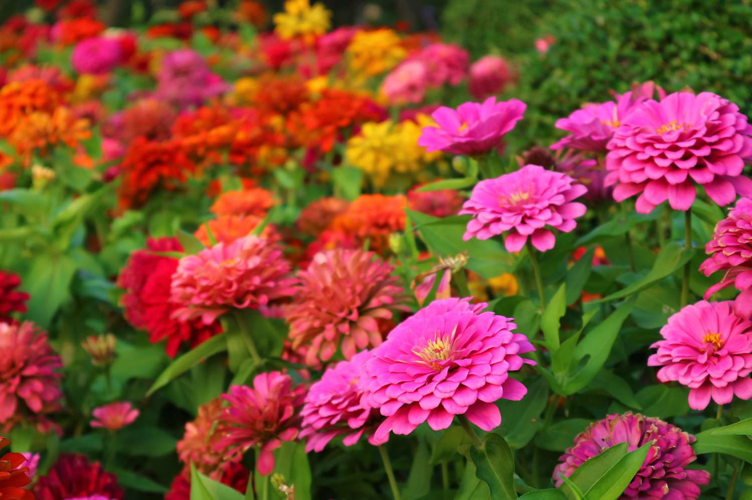 Zinnias: How to Grow and Care for These Bold Blooms 3 Zinnias