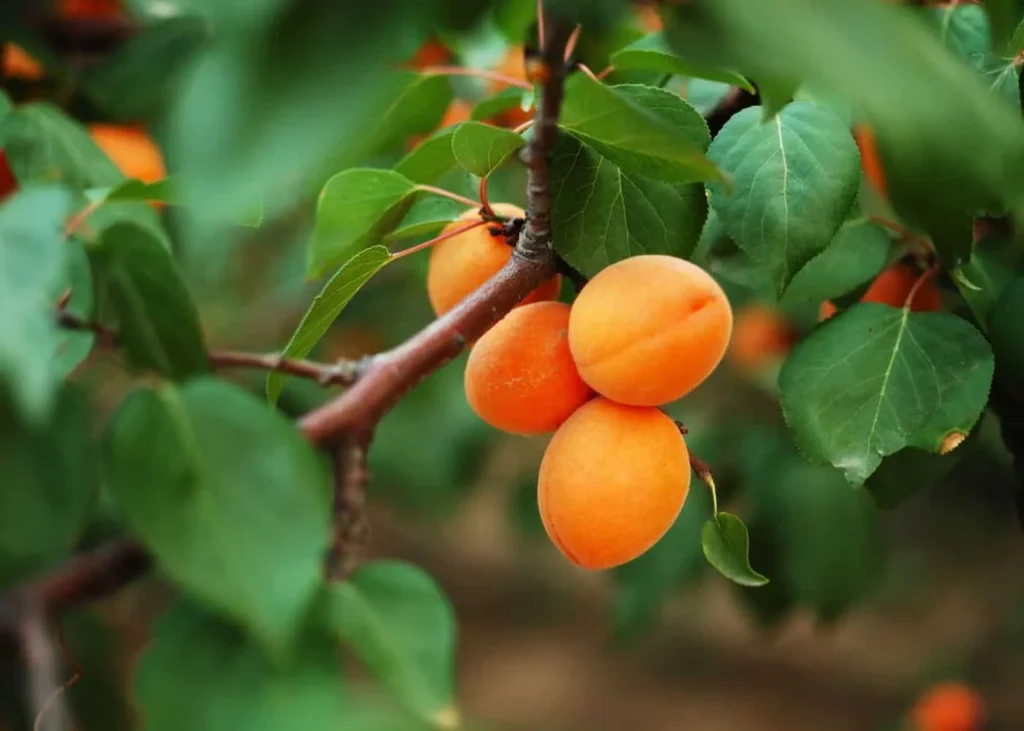 when does the apricot tree bear fruit 