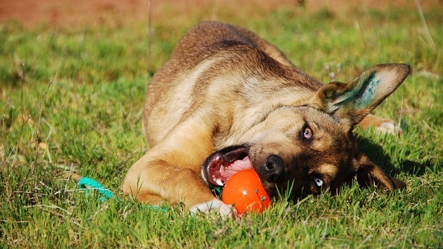 A dog lying on the field with a ripe apricot in the mouth. When does the apricot tree bear fruit?