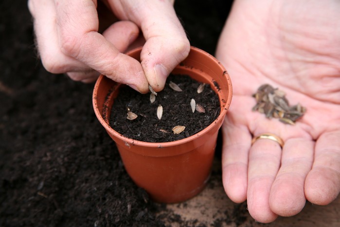 Zinnias: How to Grow and Care for These Bold Blooms 5 Zinnias