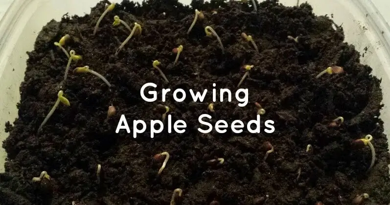 growing apple seeds