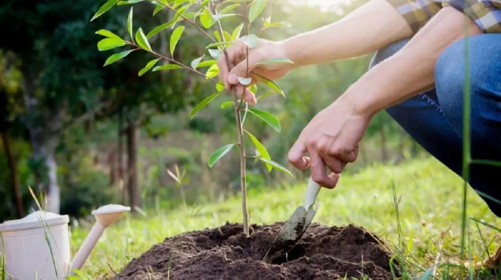 a MAN HOLDING A SPADE WONDERING how long it takes for an apple tree to grow