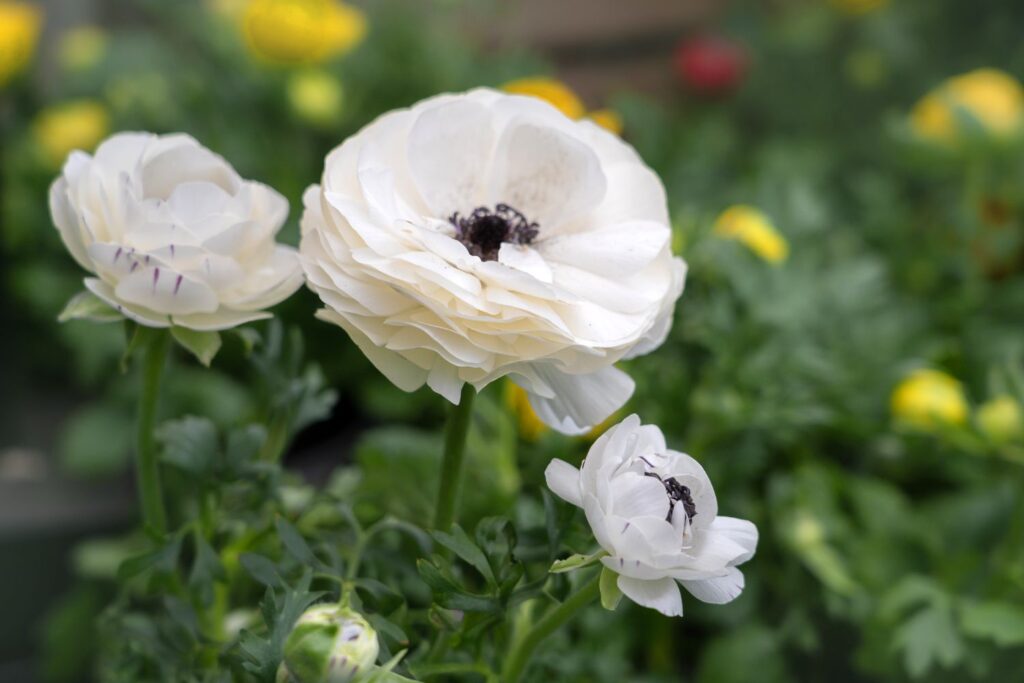 A white-colored ranunculus flower