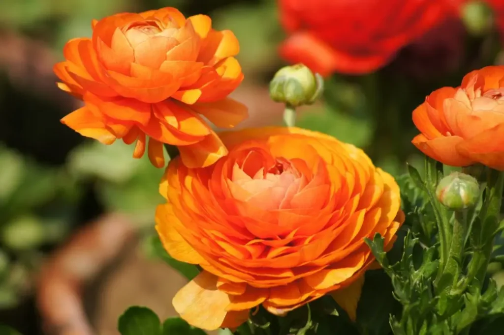 A healthy Ranunculus flower grown outdoors
