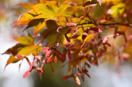 Why Are Japanese Maple Leaves Turning Brown? 2 Japanese maple leaves turning brown
