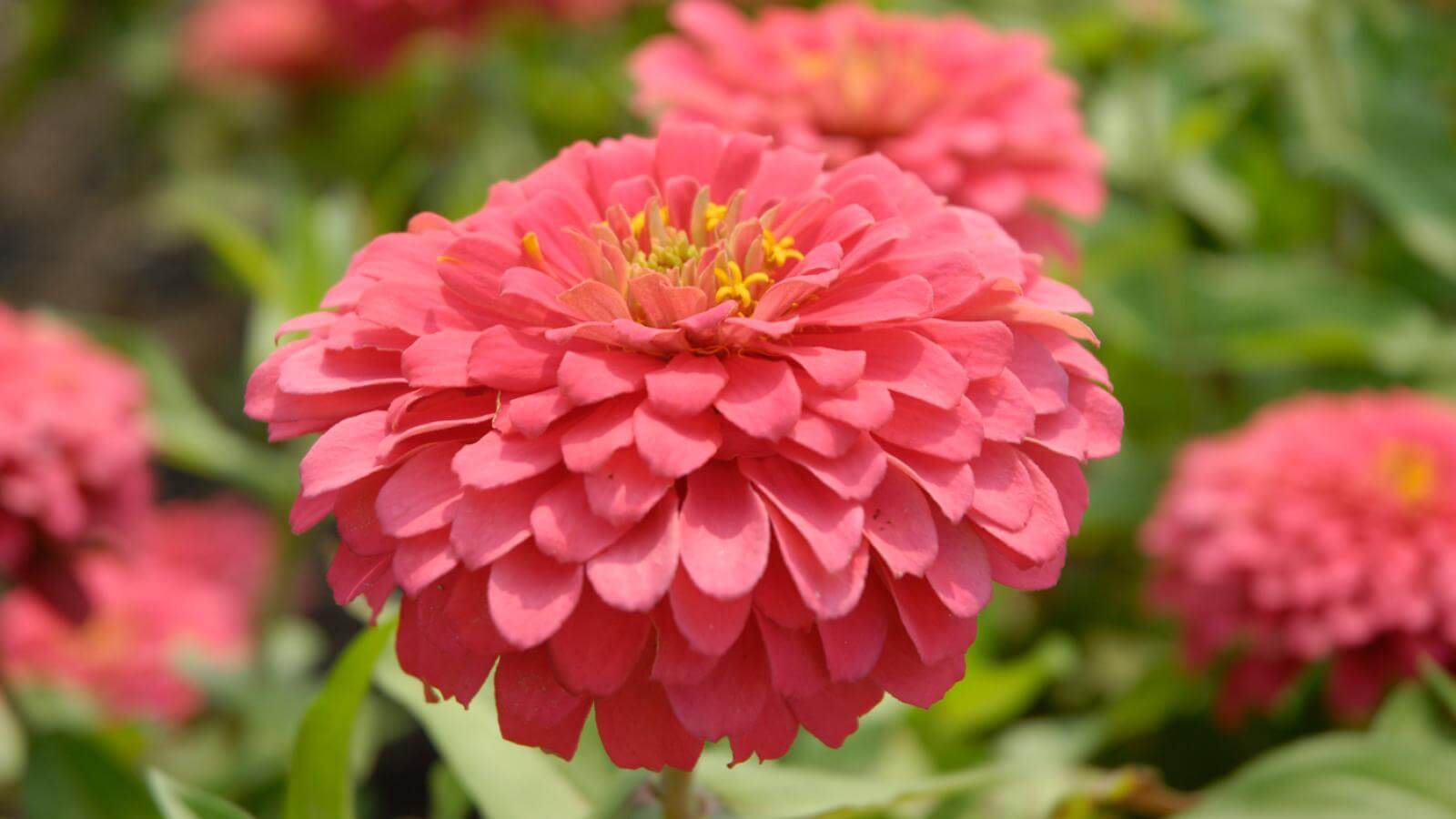 Zinnias: How to Grow and Care for These Bold Blooms 2 Zinnias
