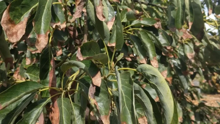 how to revive a wilted avocado plant